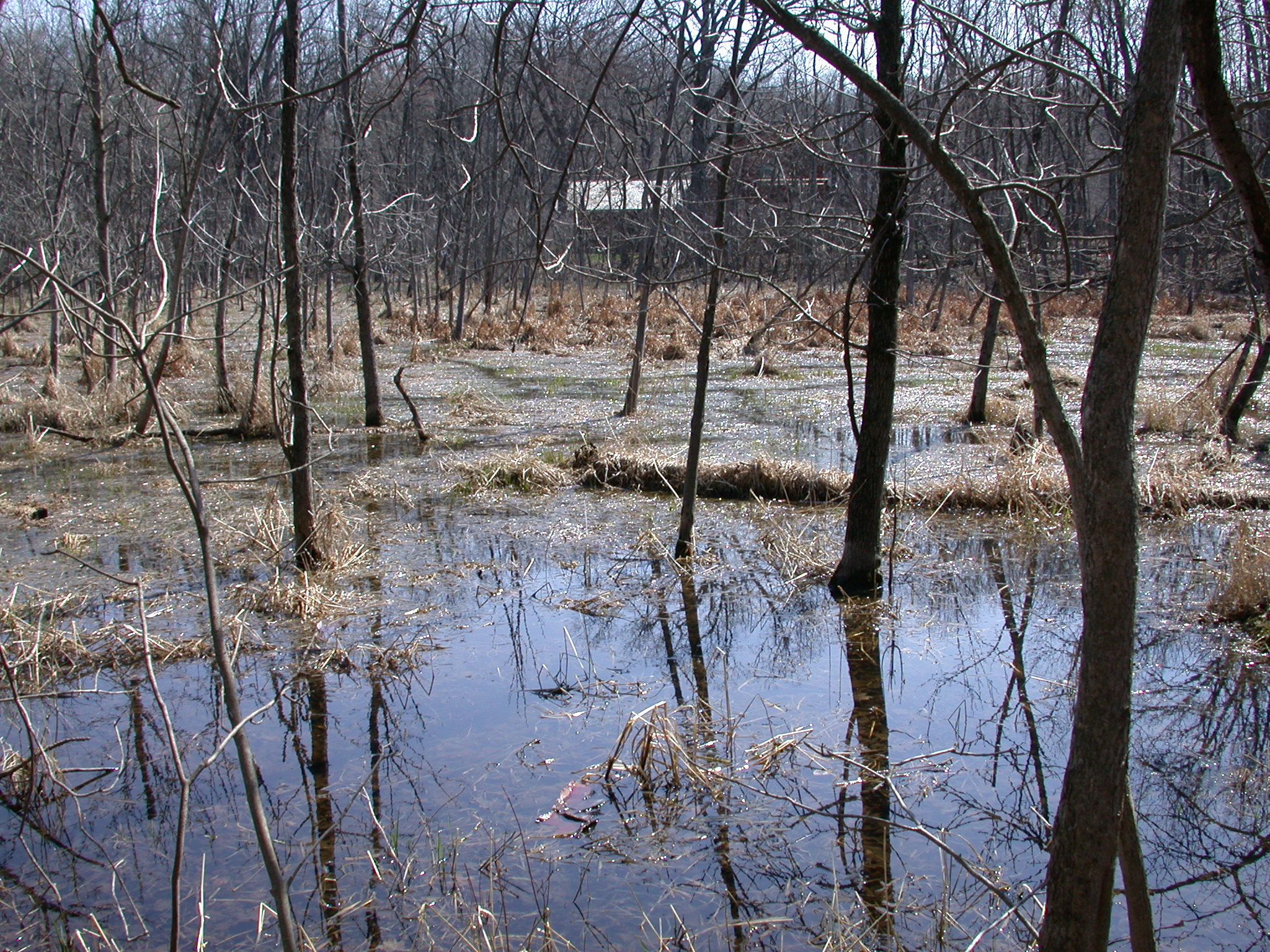 Matthew Bolek, Amphibian Parasitology, Nematomorpha, Trematoda